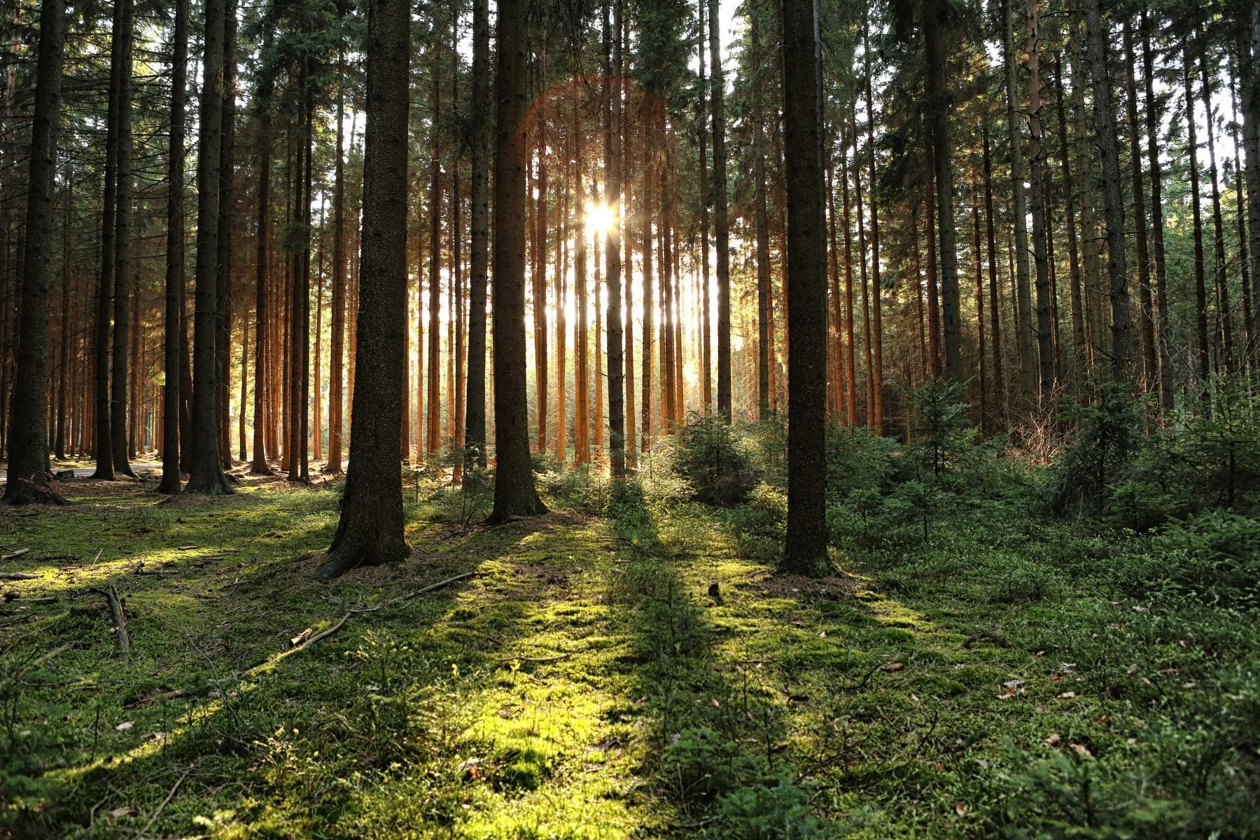 WOOD RECYCLING EQUIPMENT